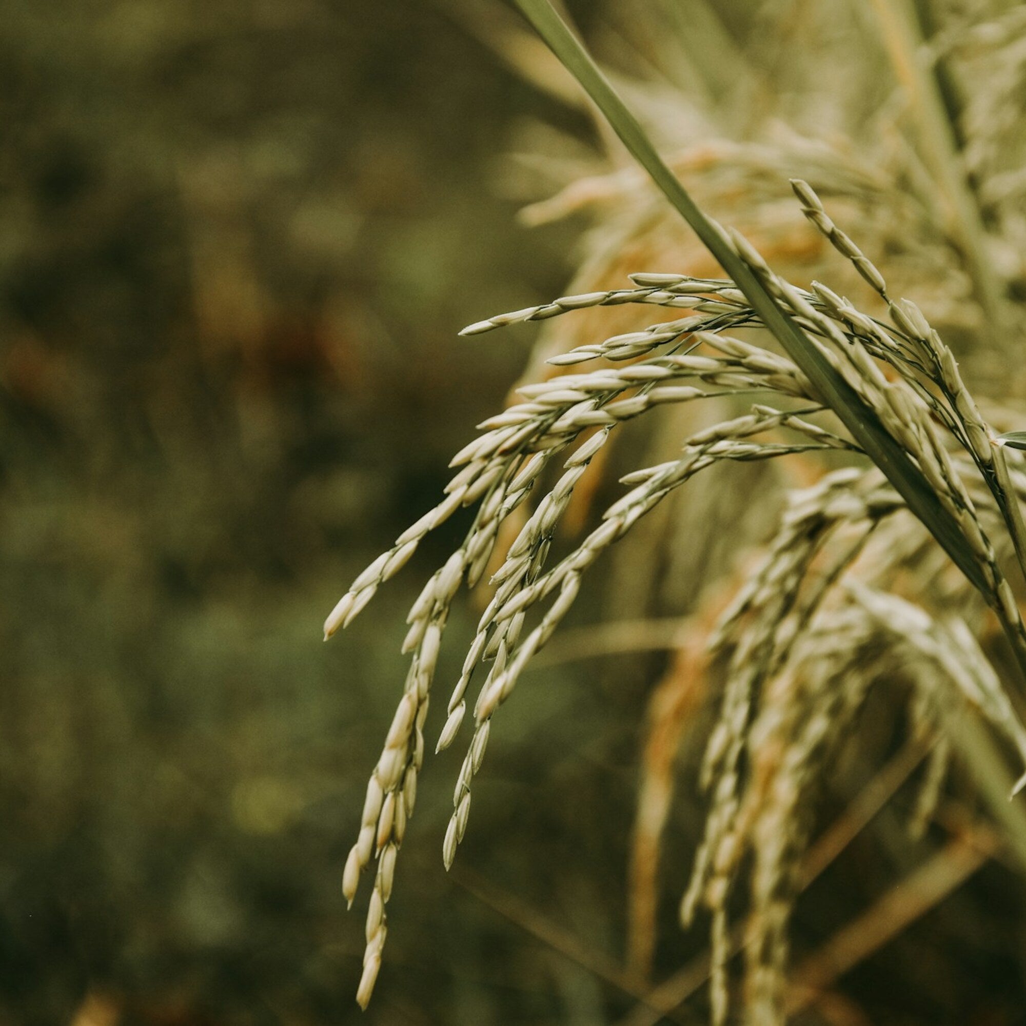 Rice Ferment