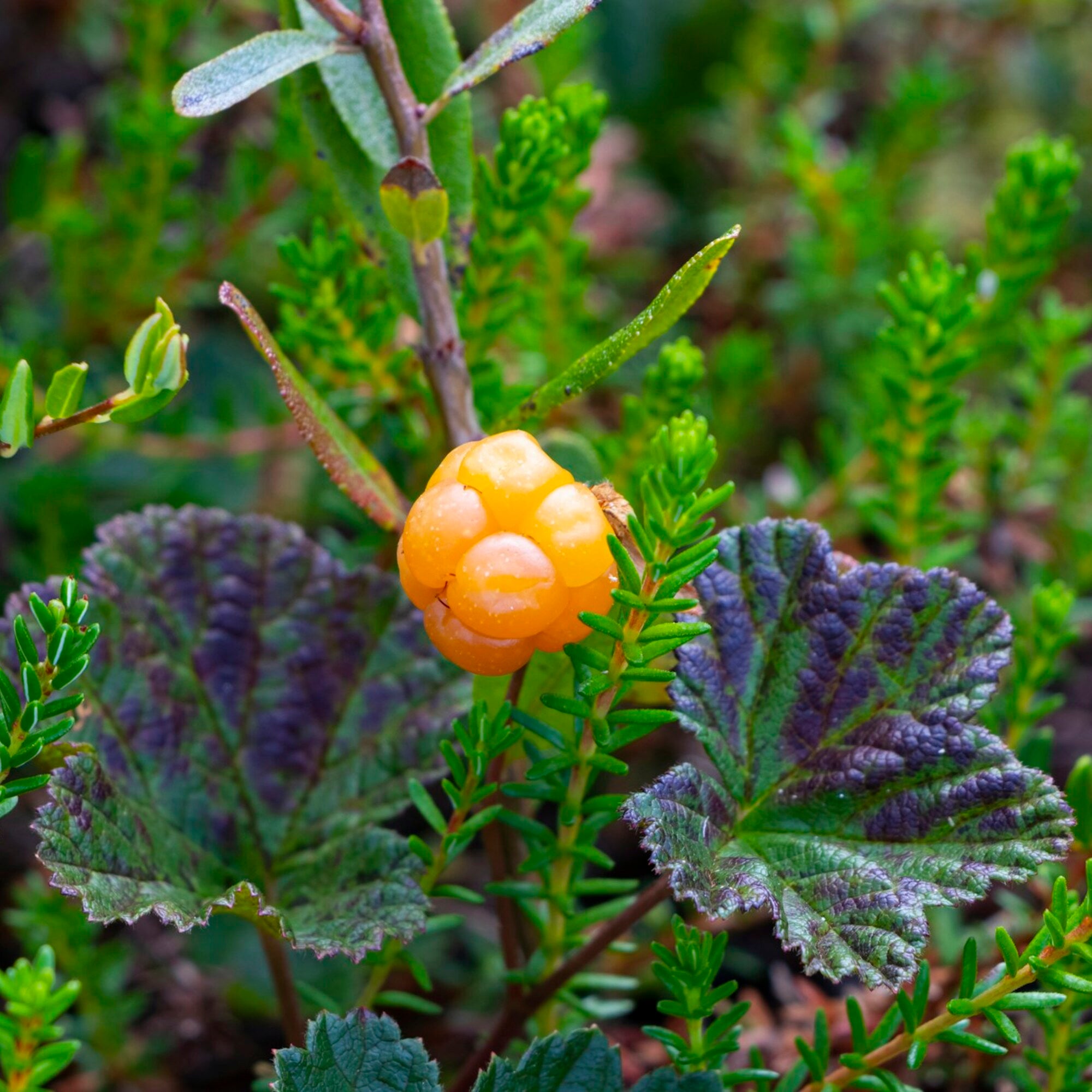 Cloudberry Seed Oil