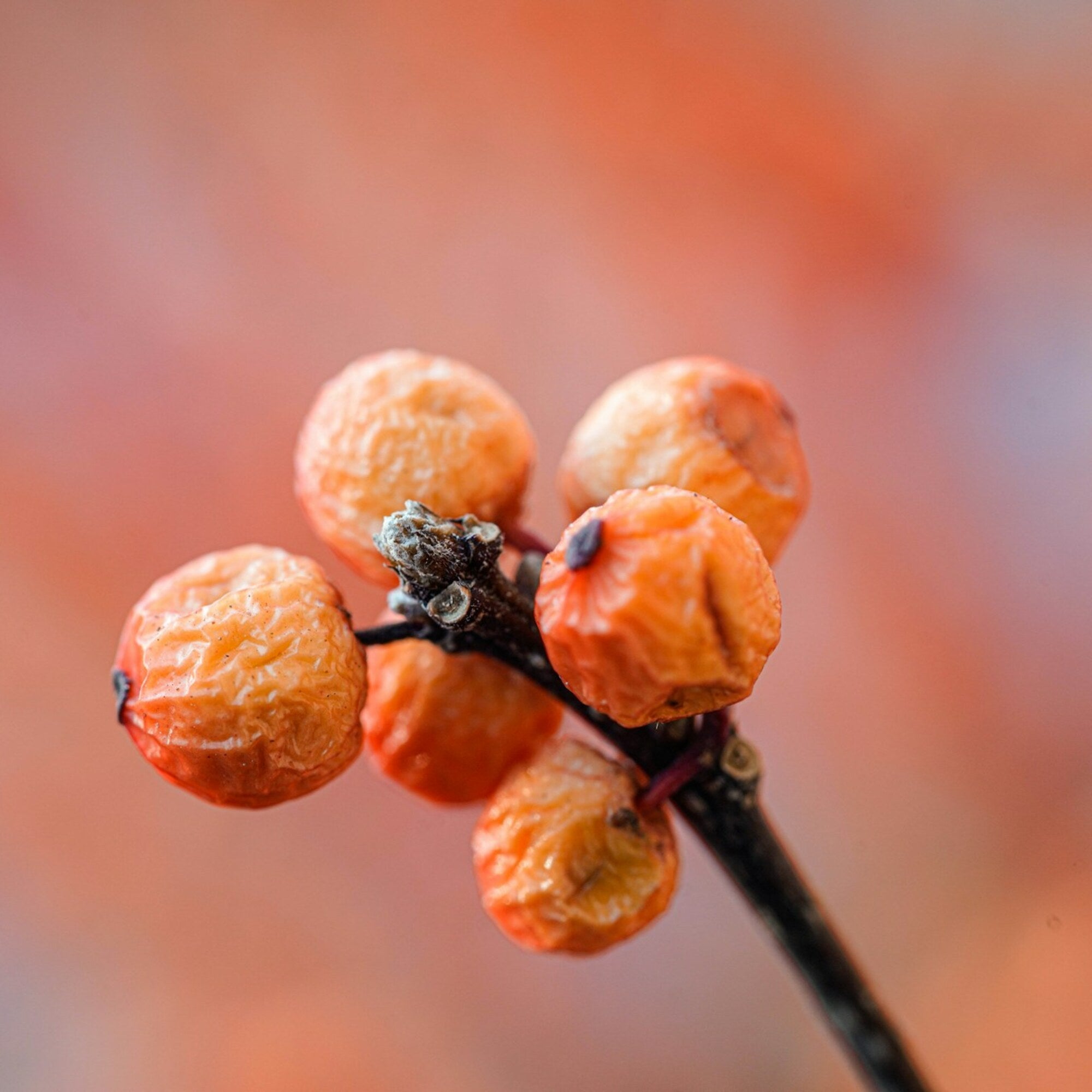 Sea Buckthorn Oil