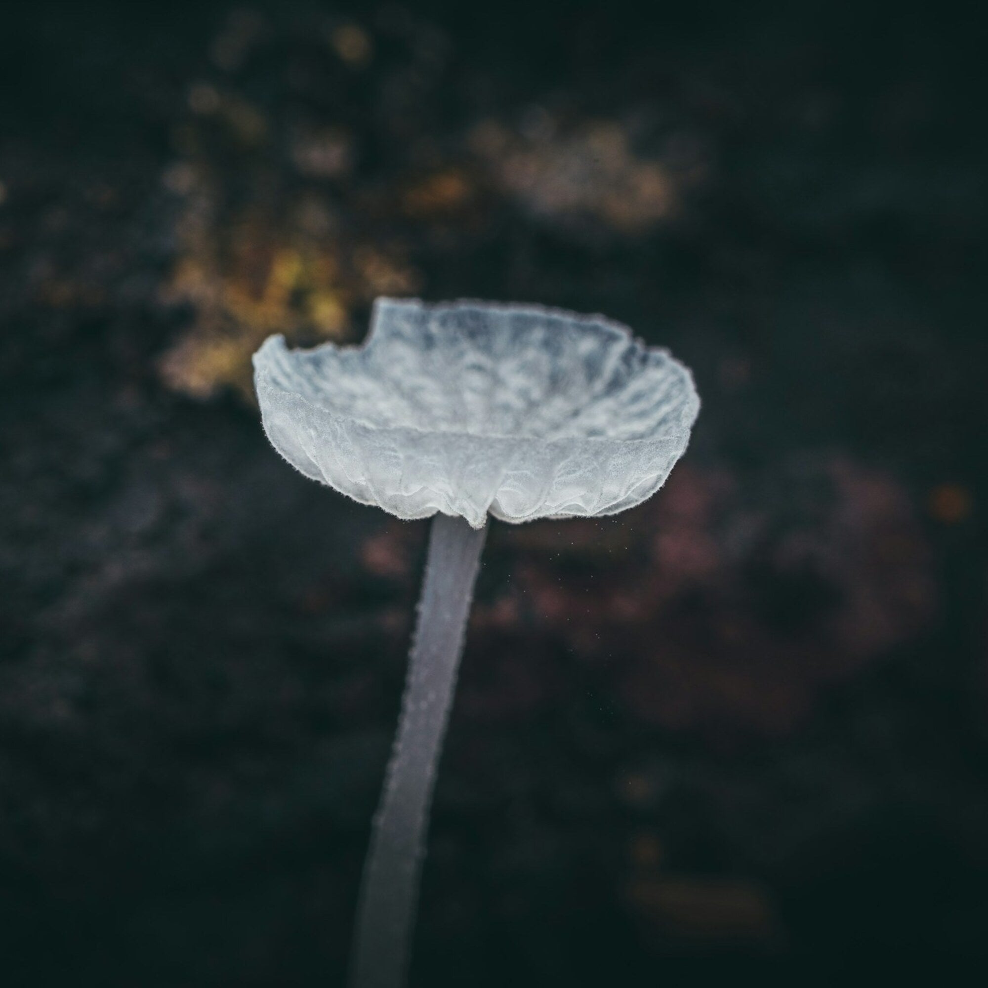 Snow Mushroom