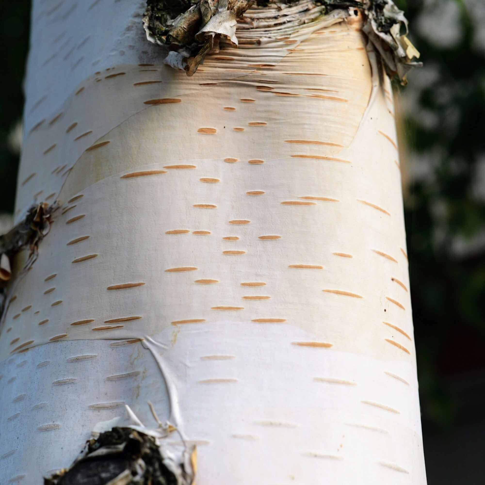 Birch Sap
