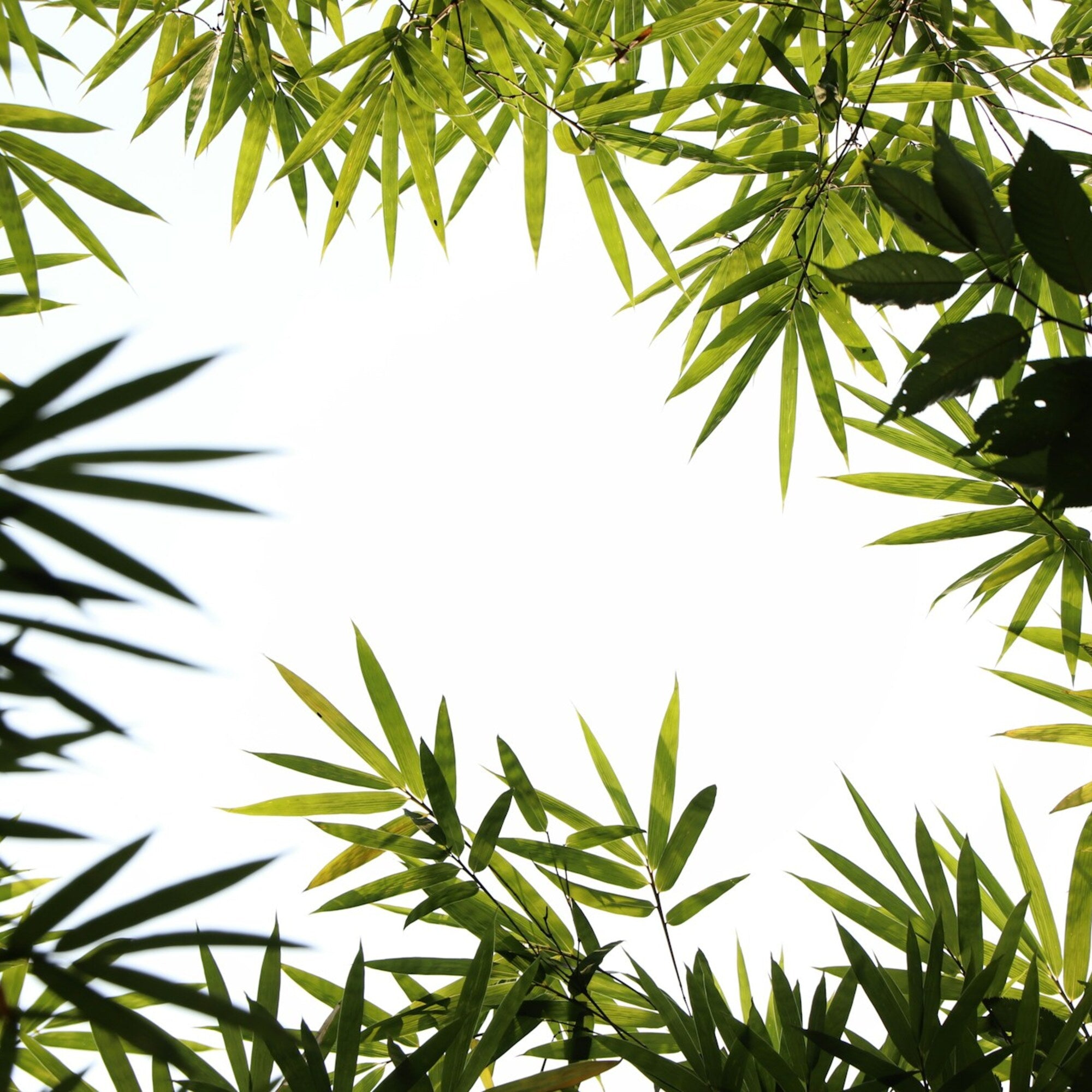 Bamboo Water