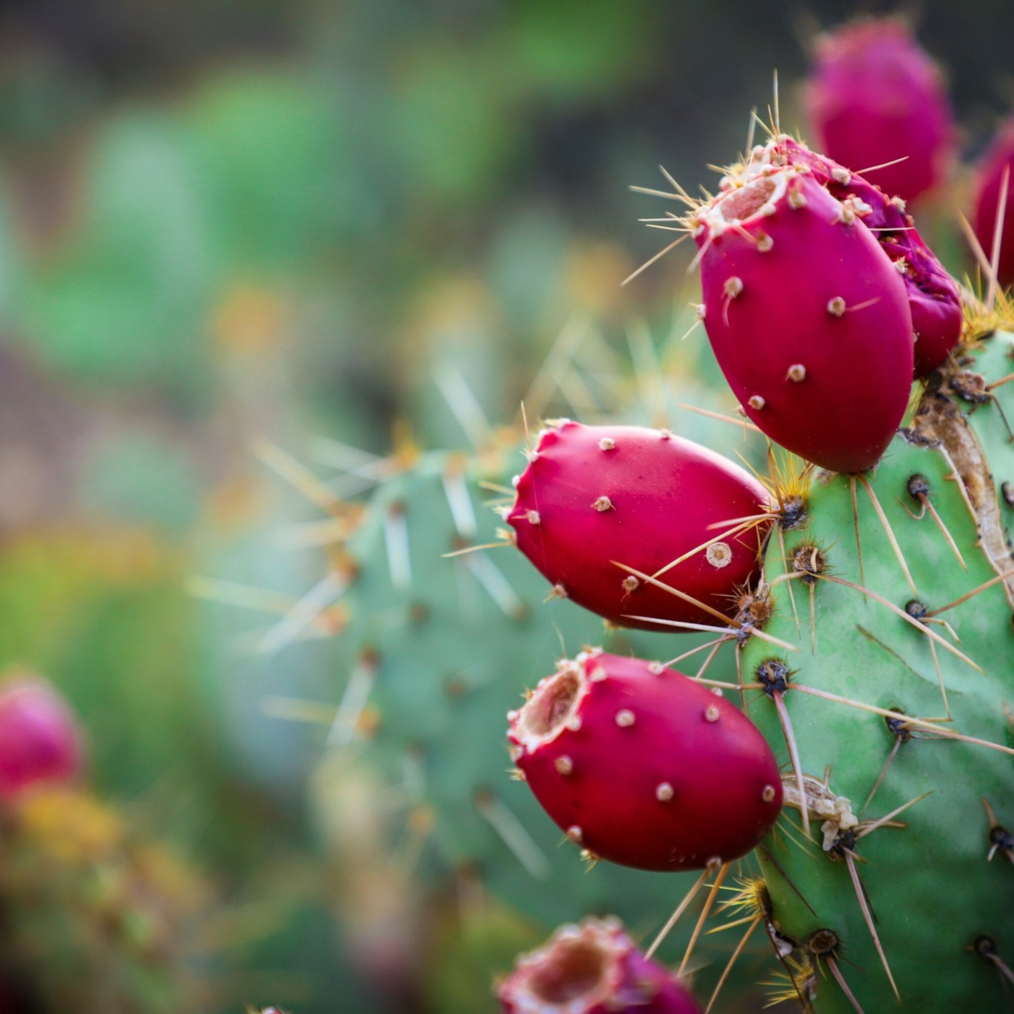 Prickly Pear Seed Oil