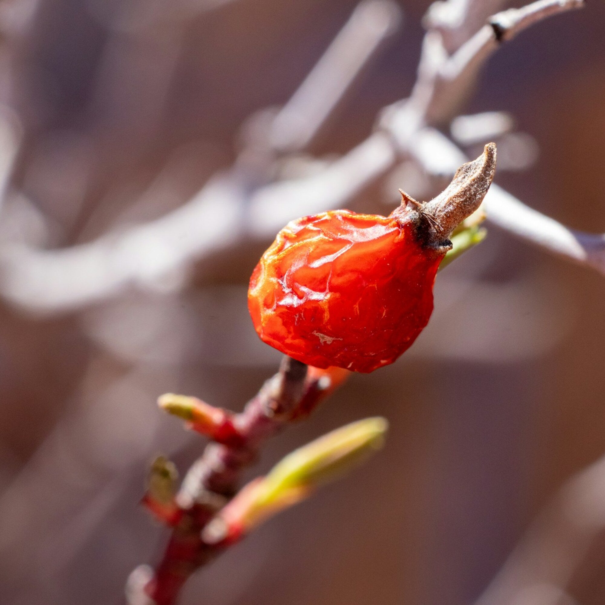 Rosehip Seed Oil