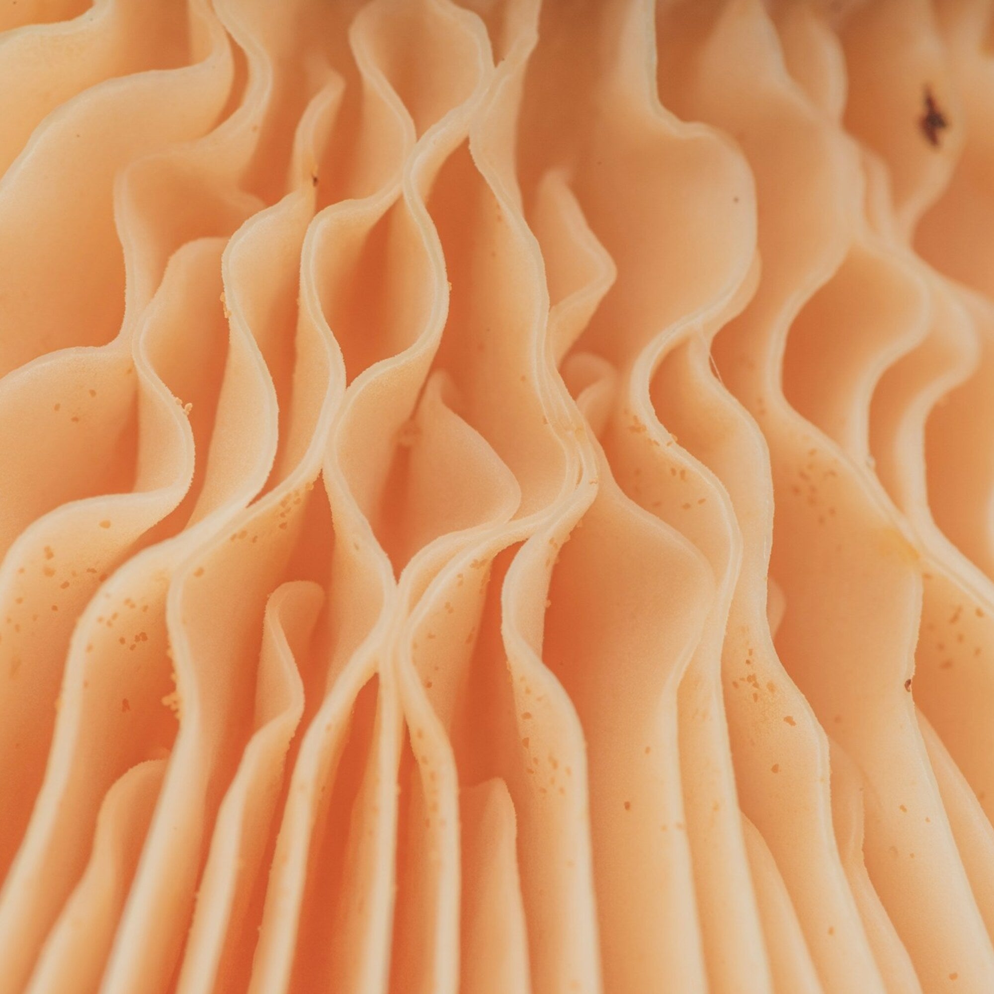 Reishi Mushrooms