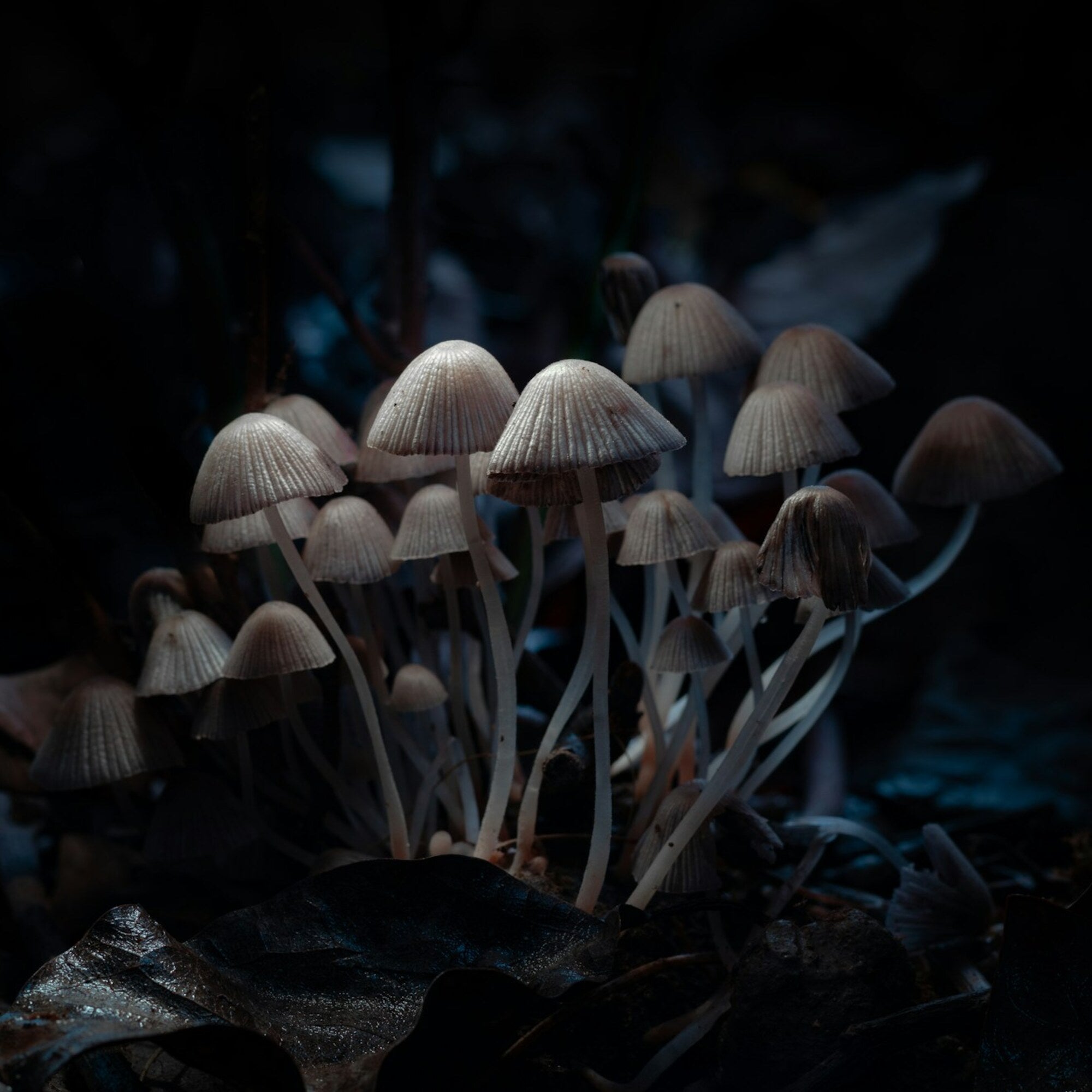 Chaga Mushrooms