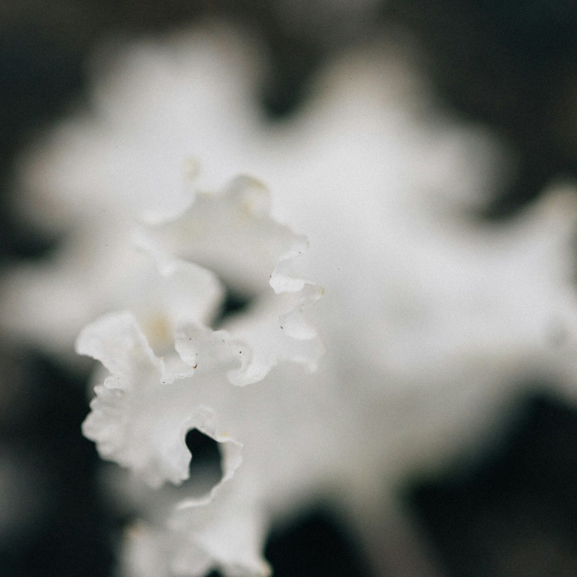 Snow Mushroom