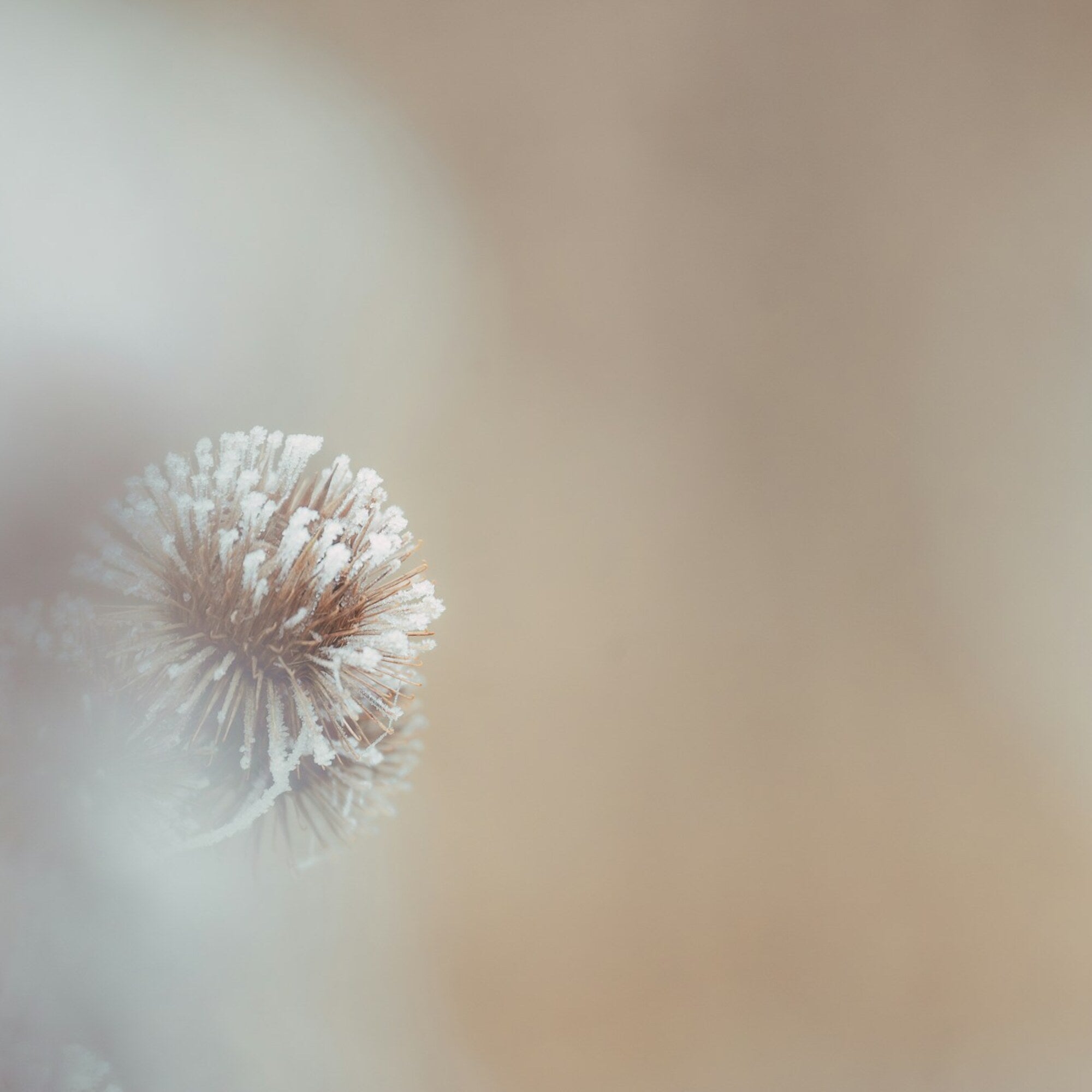 Rice Extracellular Vesicles