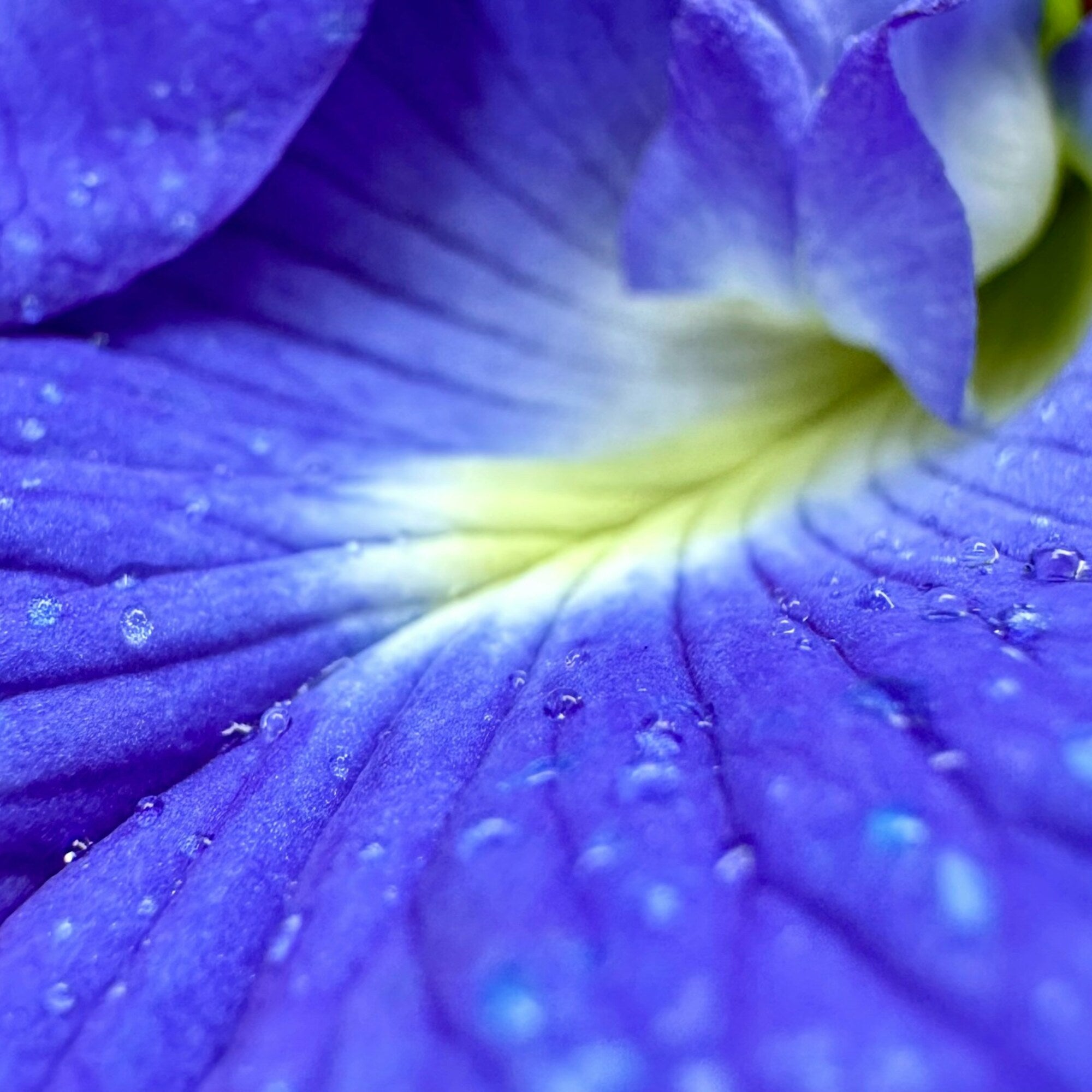 Butterfly Pea Extract