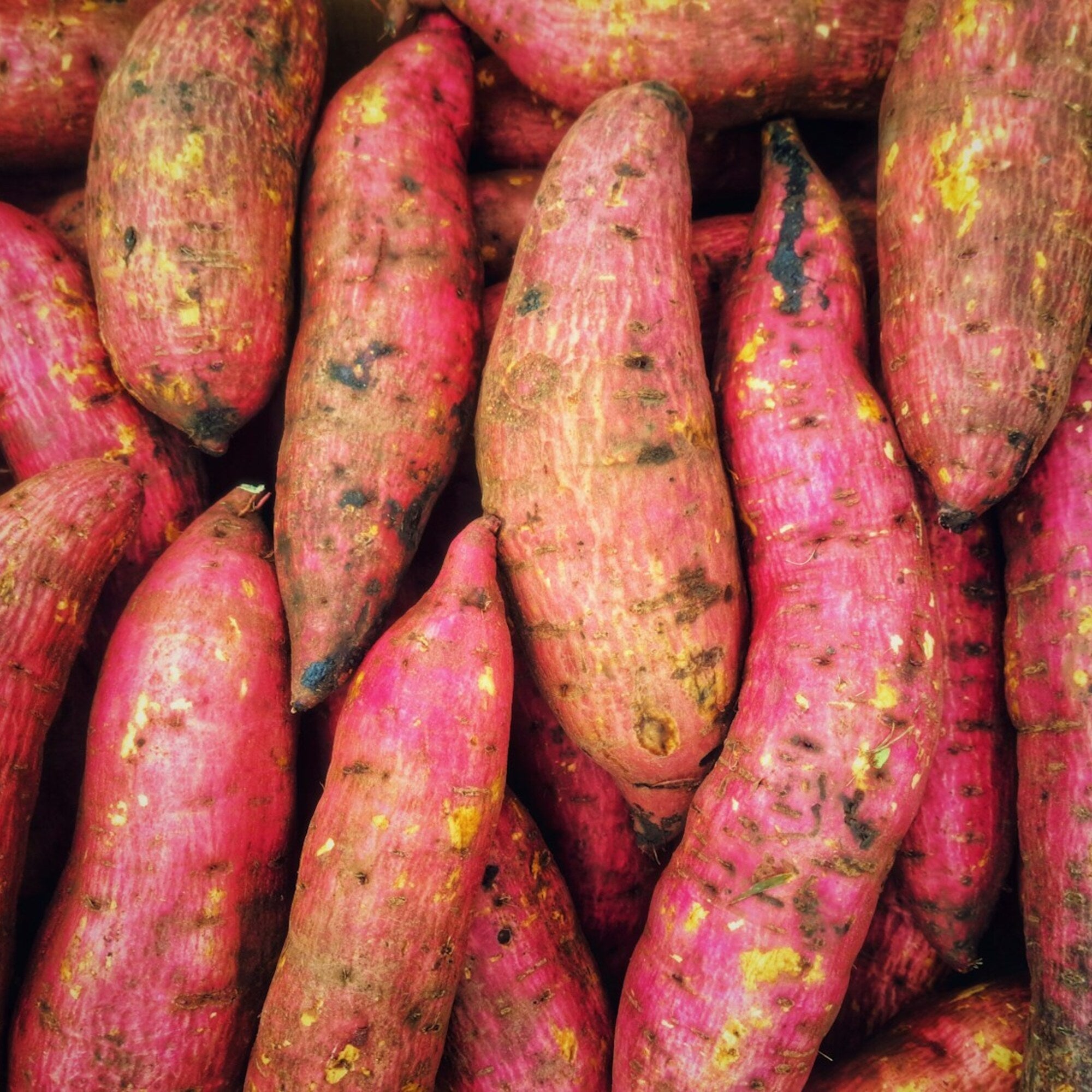 Sweet Potato Extract